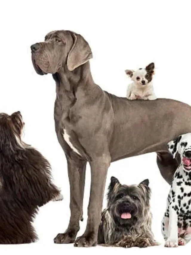 10 Expensive beautiful dog breeds in the world class.